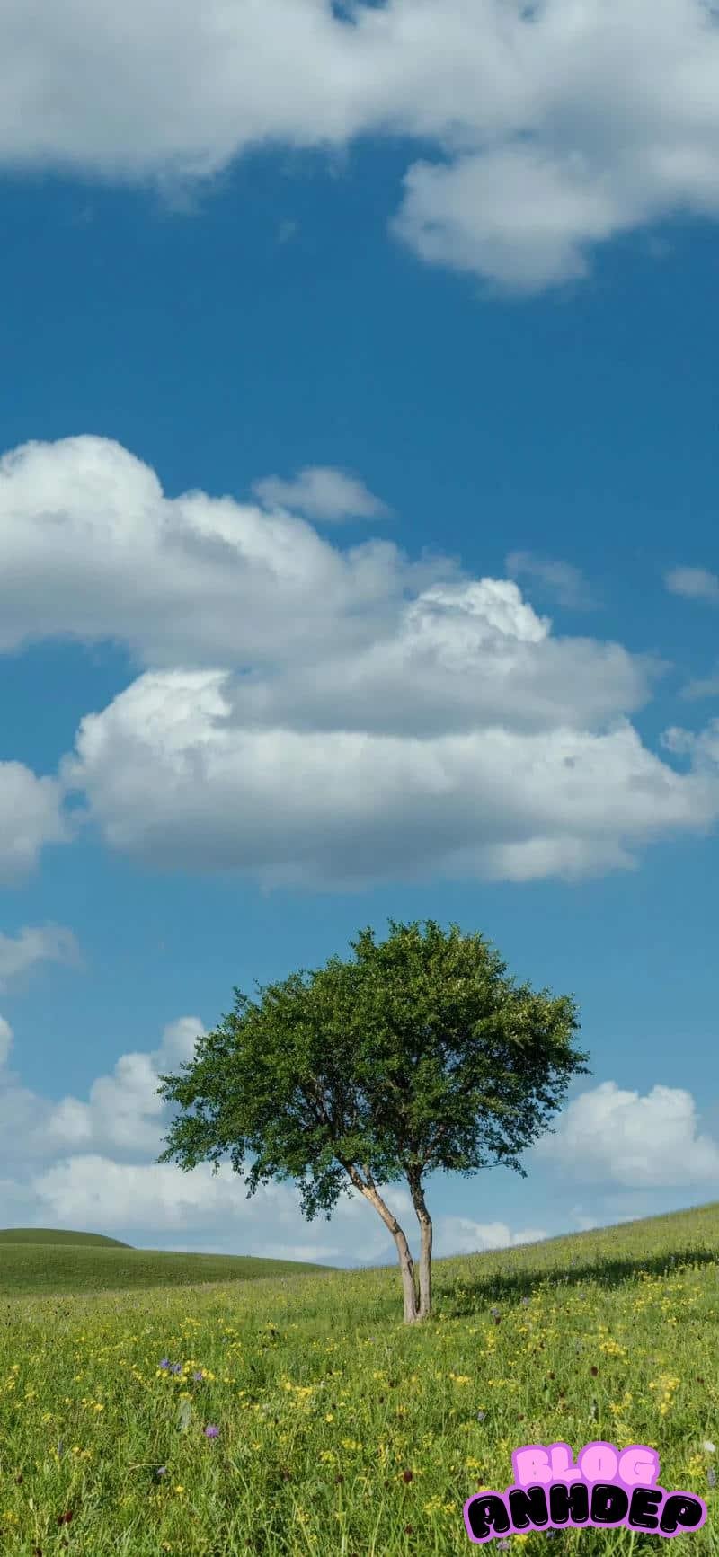 Loạt hình nền cây xanh chất lượng