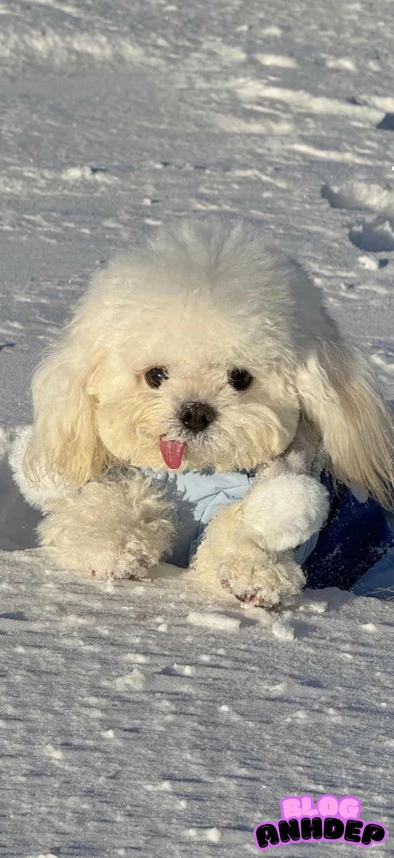 Loạt hình nền con vật chất lượng