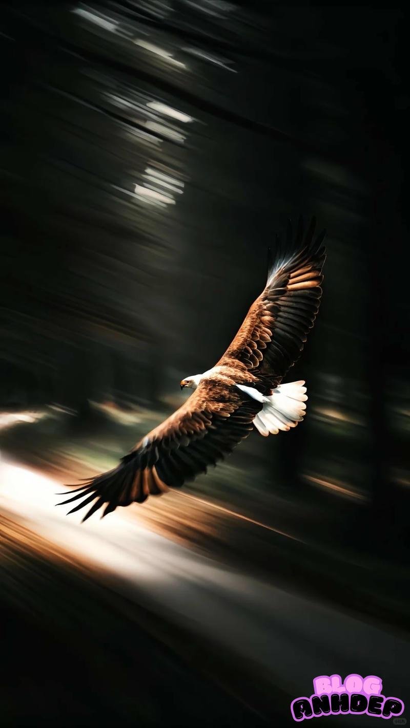 Loạt hình nền đại bàng chất lượng nhất
