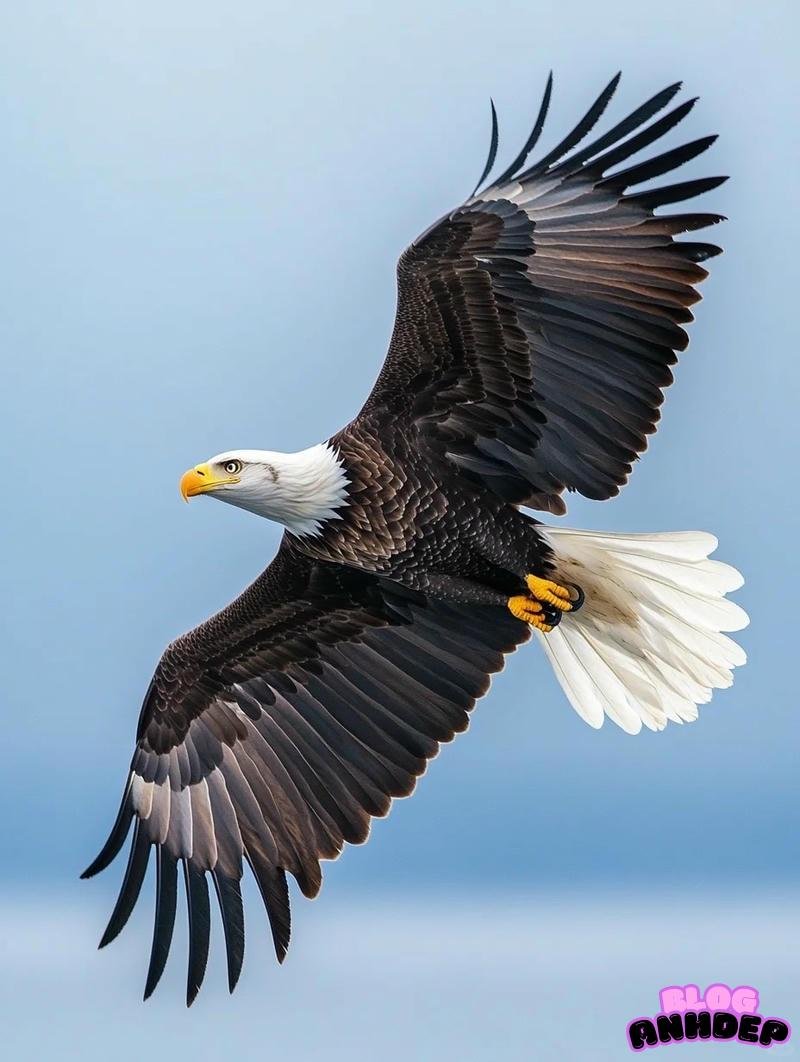 Loạt hình nền đại bàng chất lượng