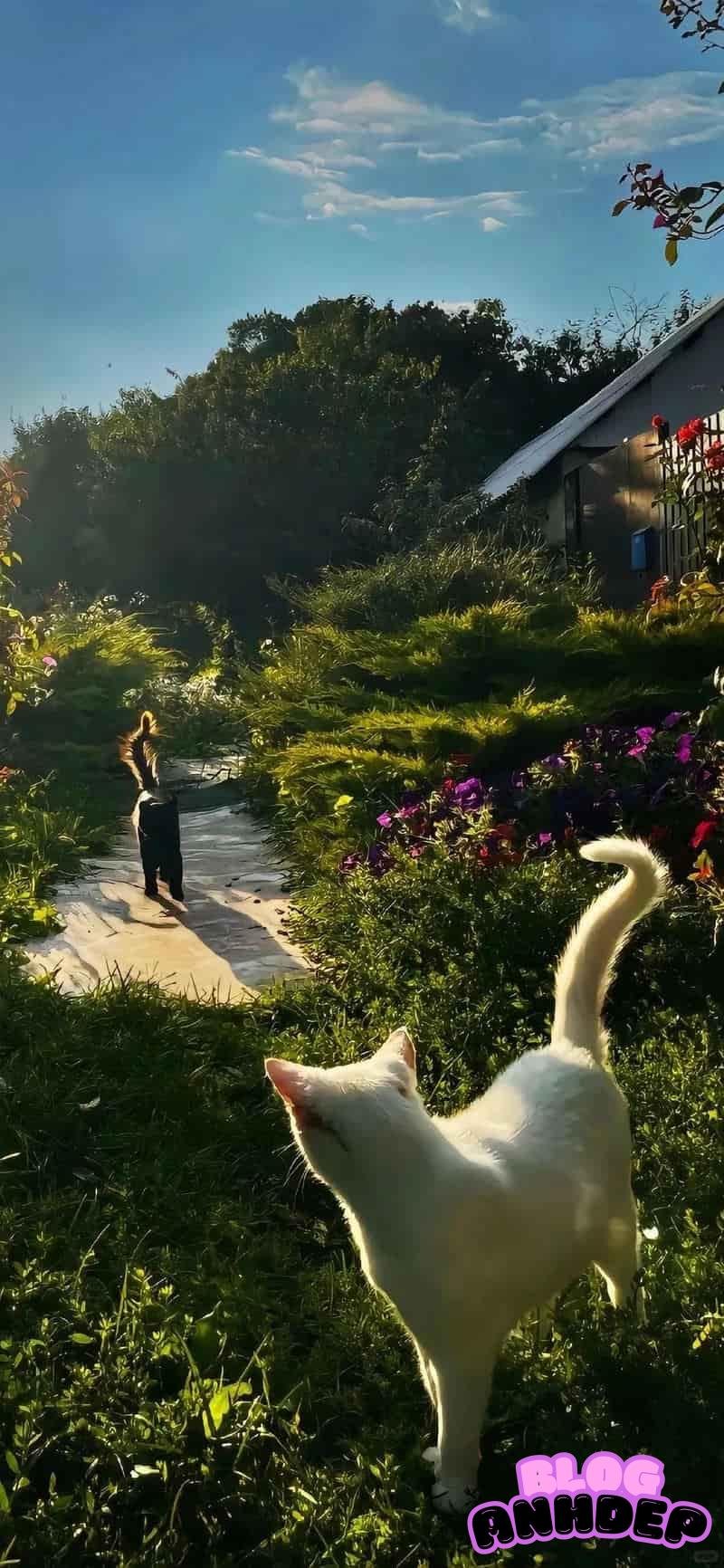 Ngắm ảnh hình nền bình yên tĩnh lặng