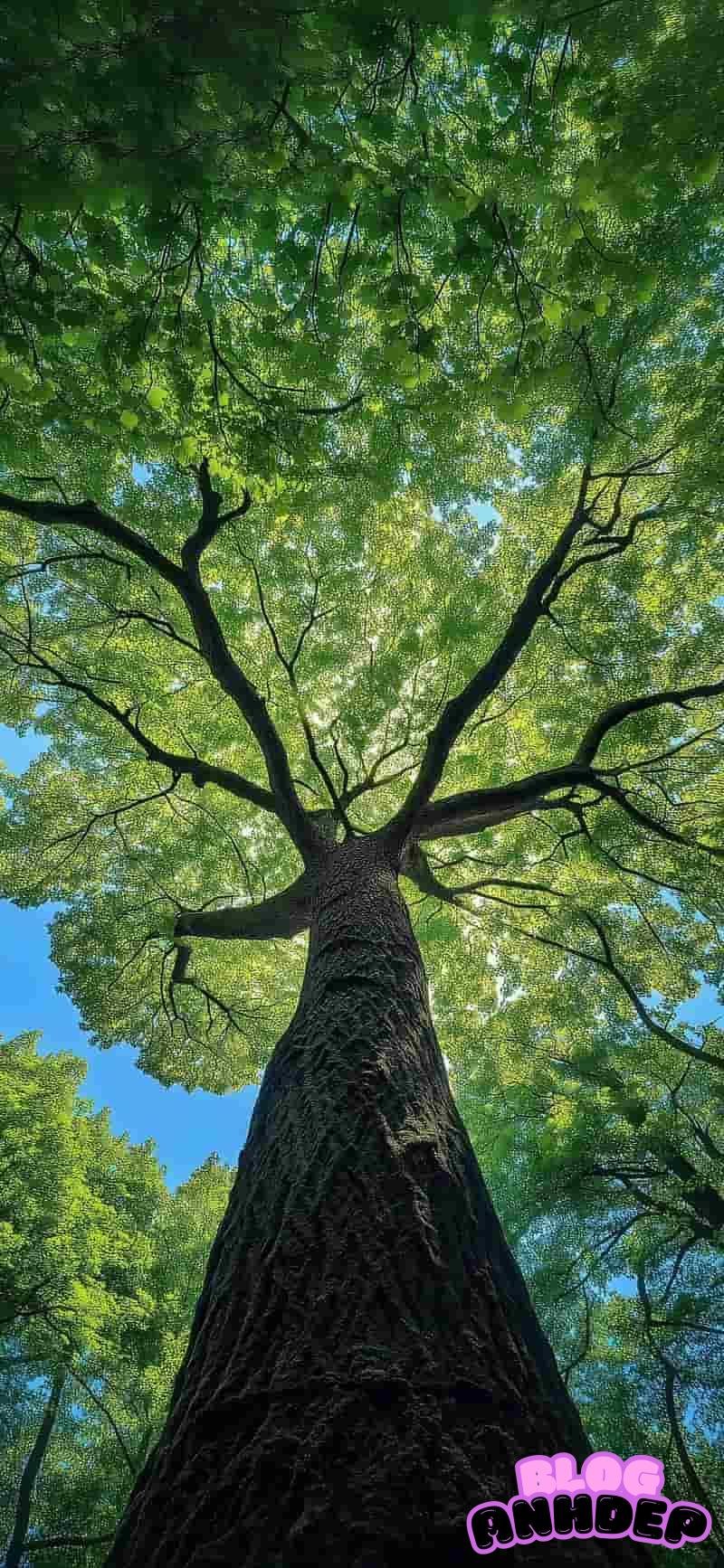 Ngắm bộ hình nền cây xanh chất lượng cao