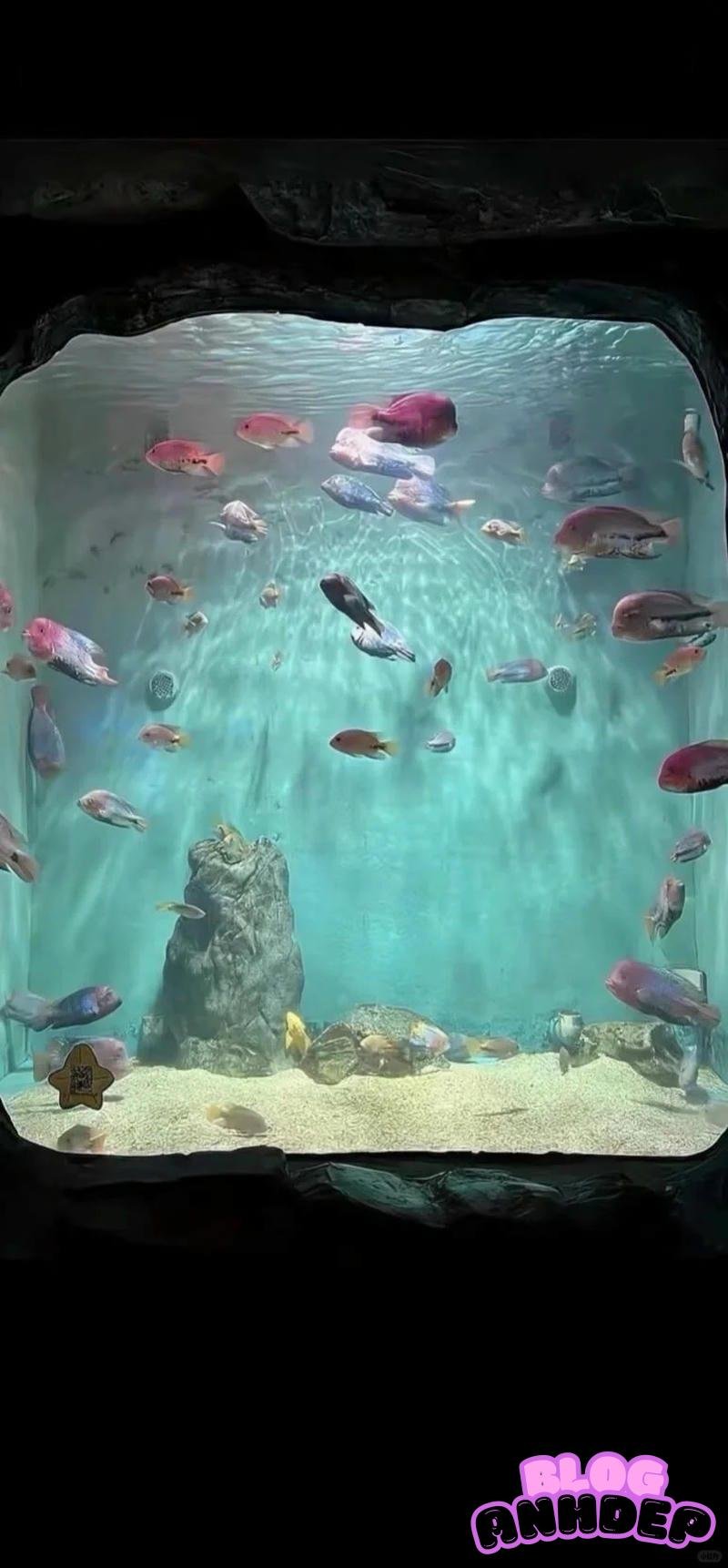 Ngắm hình nền apple bản quyền