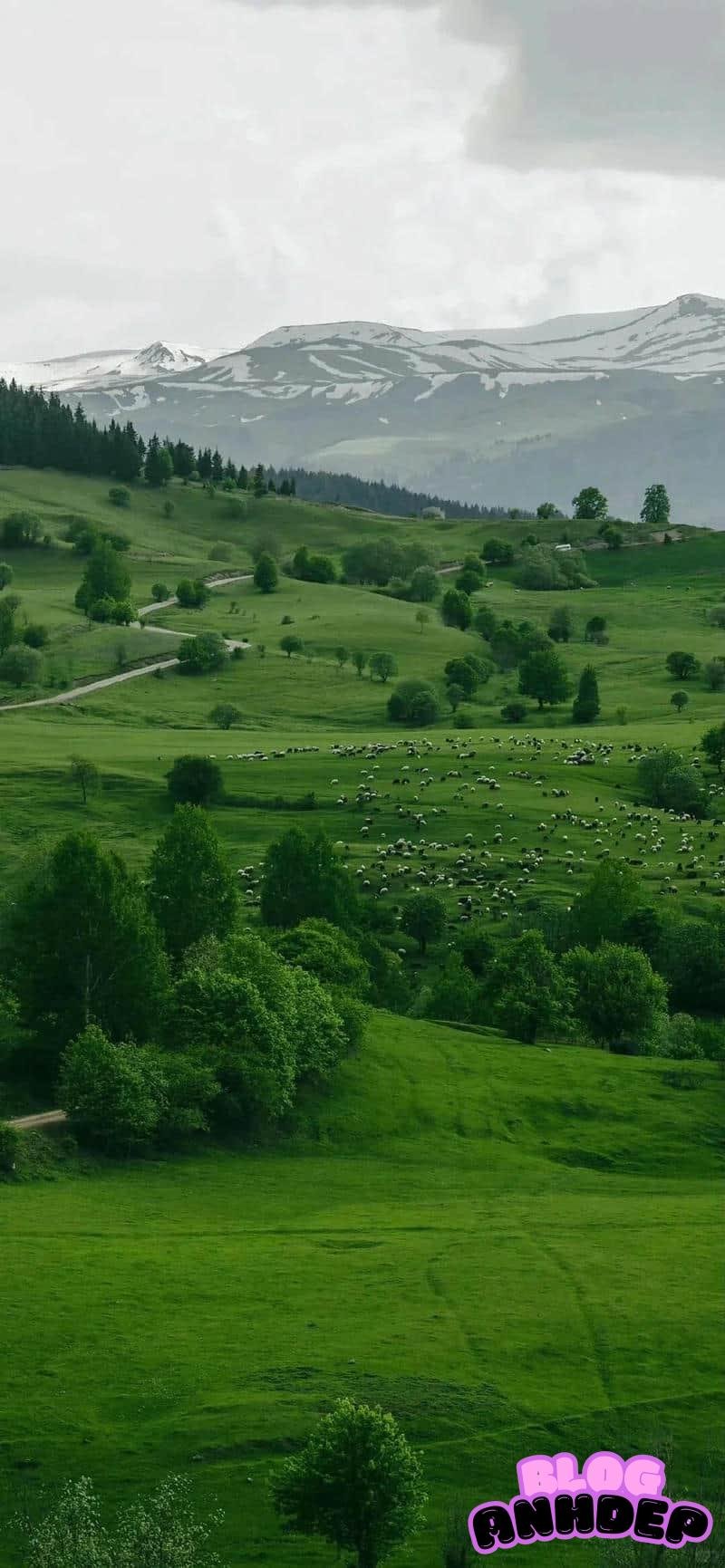 Ngắm hình nền cây xanh mới nhất