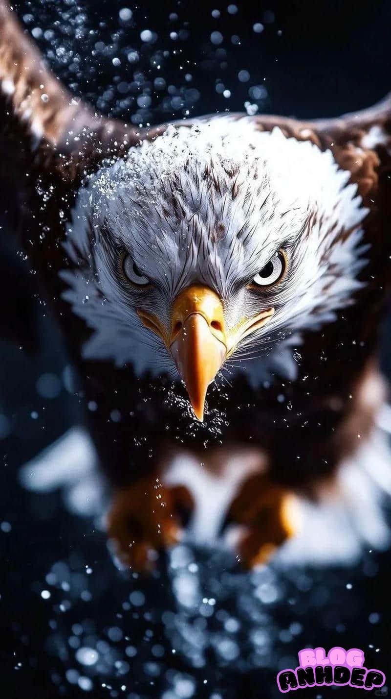 Ngắm hình nền đại bàng miễn phí