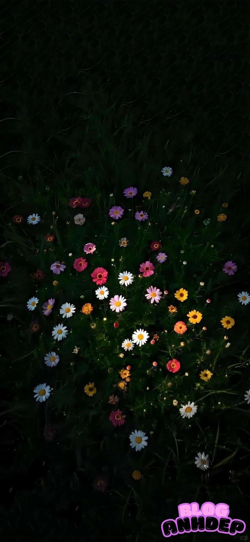 Ngắm nhìn hình nền bông hoa