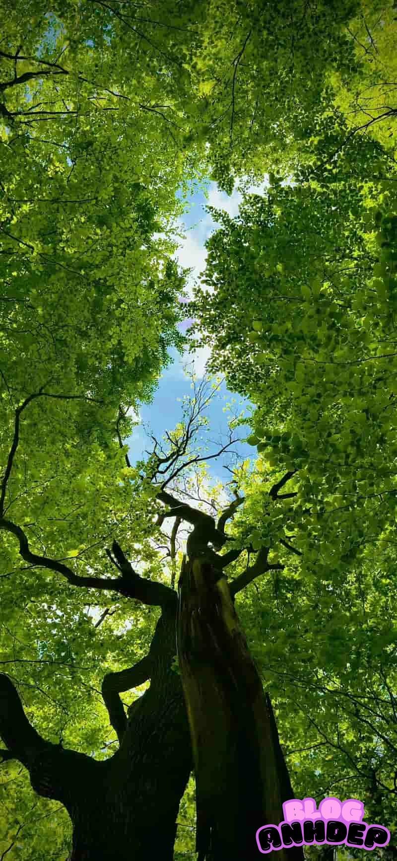 Tải ảnh hình nền apple nghệ thuật