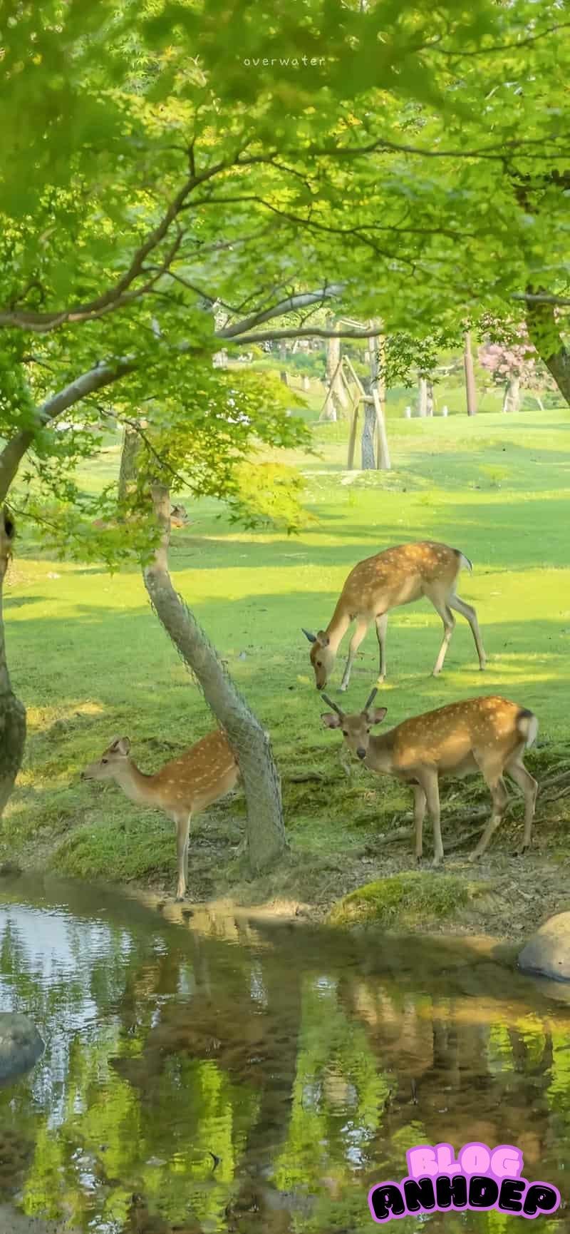 Tải ảnh hình nền bình yên thư giãn