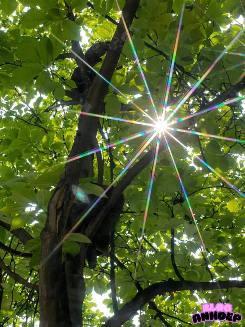 Tải ảnh hình nền cây xanh độc quyền