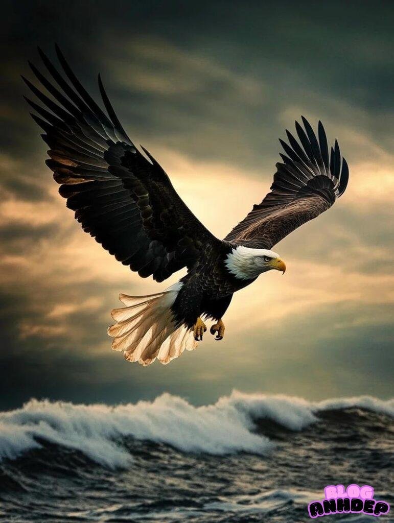 Tải bộ hình nền đại bàng mới nhất