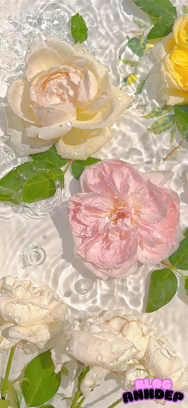 Tải chọn lọc hình nền bông hoa