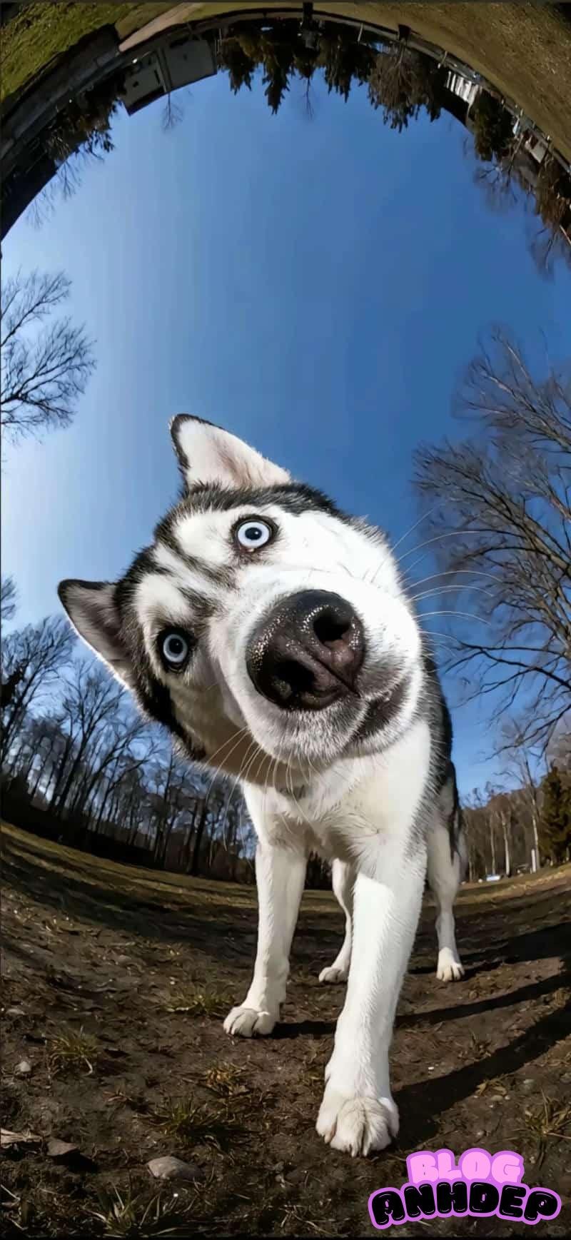 Tải chọn lọc hình nền bựa