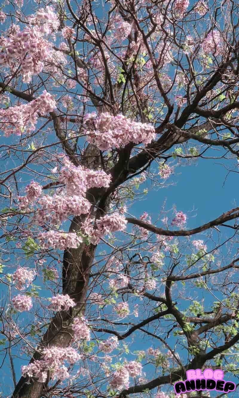 Tải hình nền cảnh đẹp thiên nhiên mới