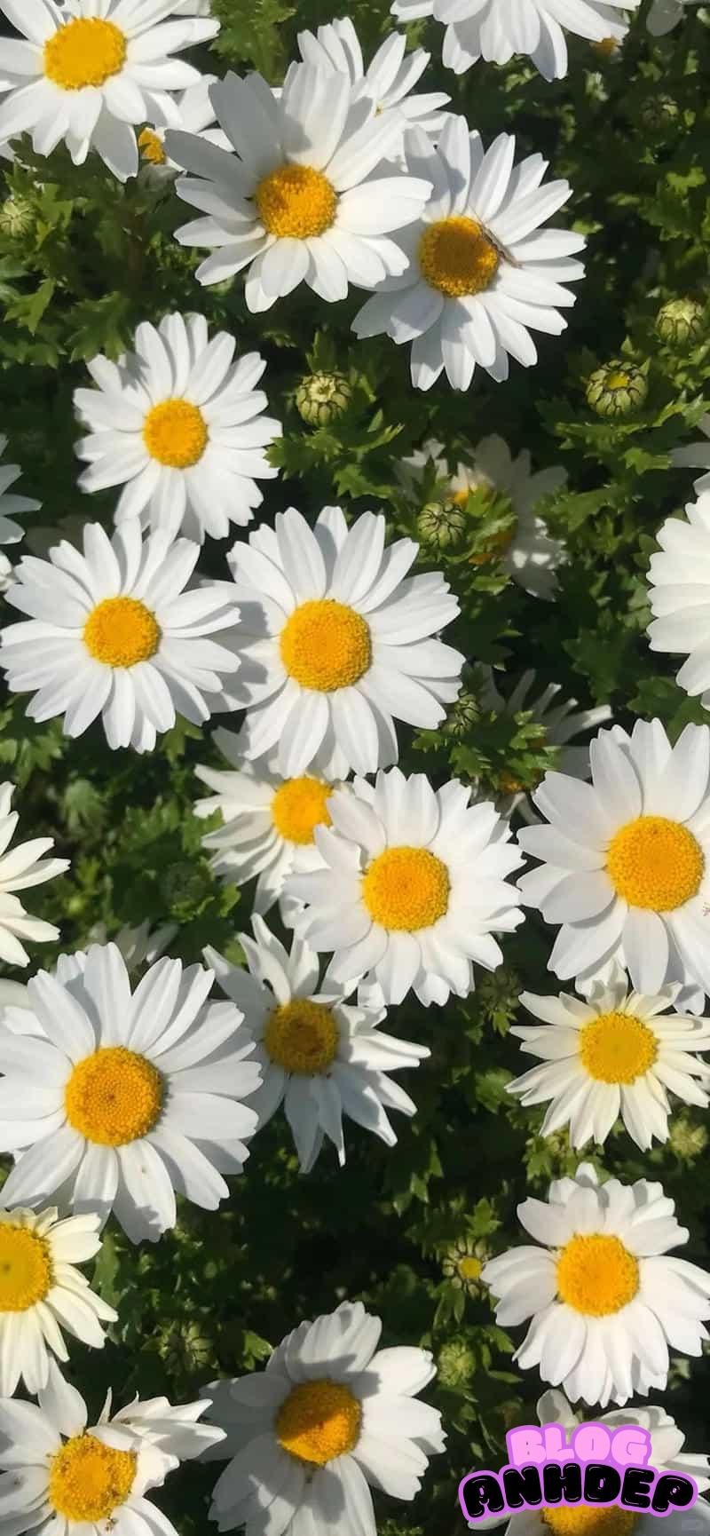 Tải nhanh hình nền bông hoa