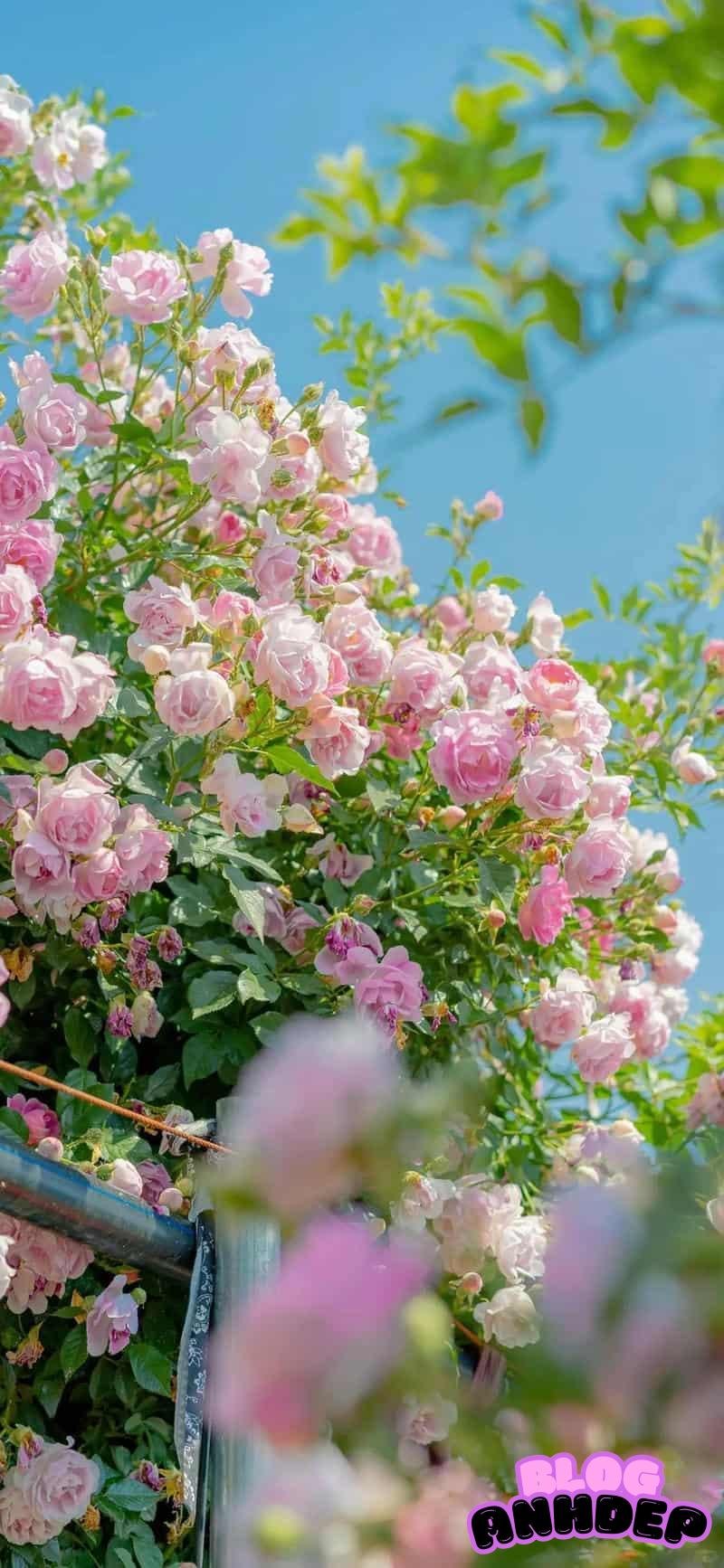 Tải về hình nền bông hoa