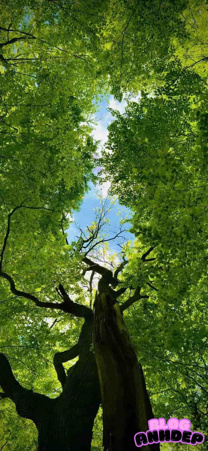 Tải về hình nền cây xanh chất lượng cao