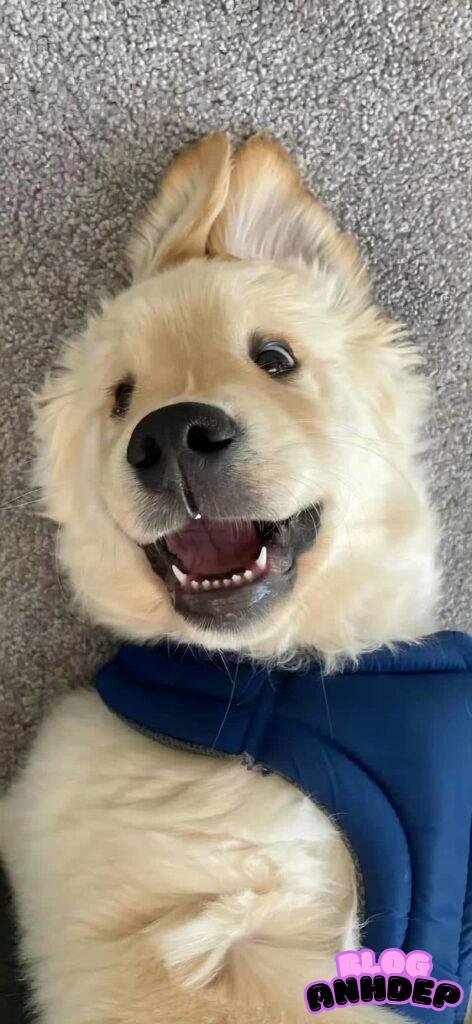 Tải về hình nền con vật chất lượng cao