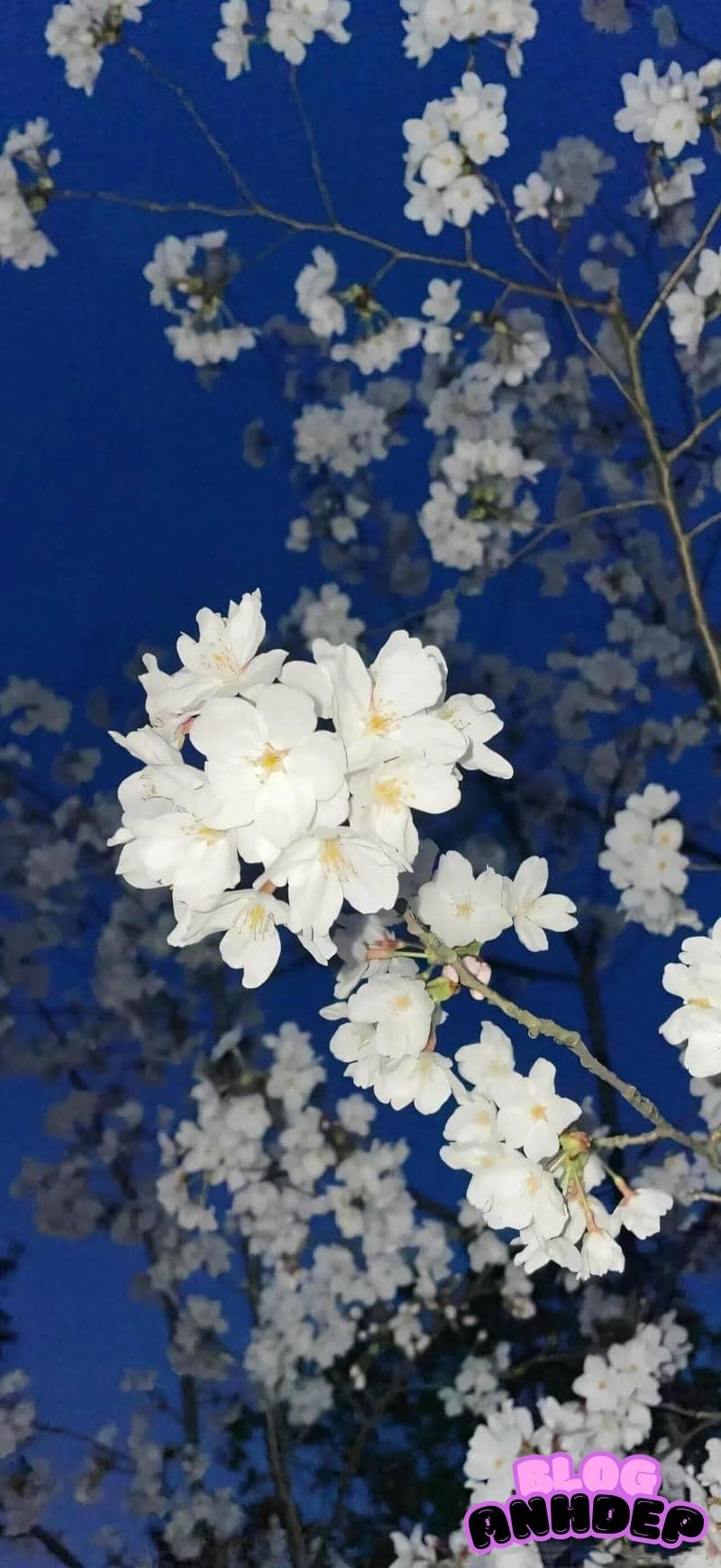 Thư viện hình nền bông hoa