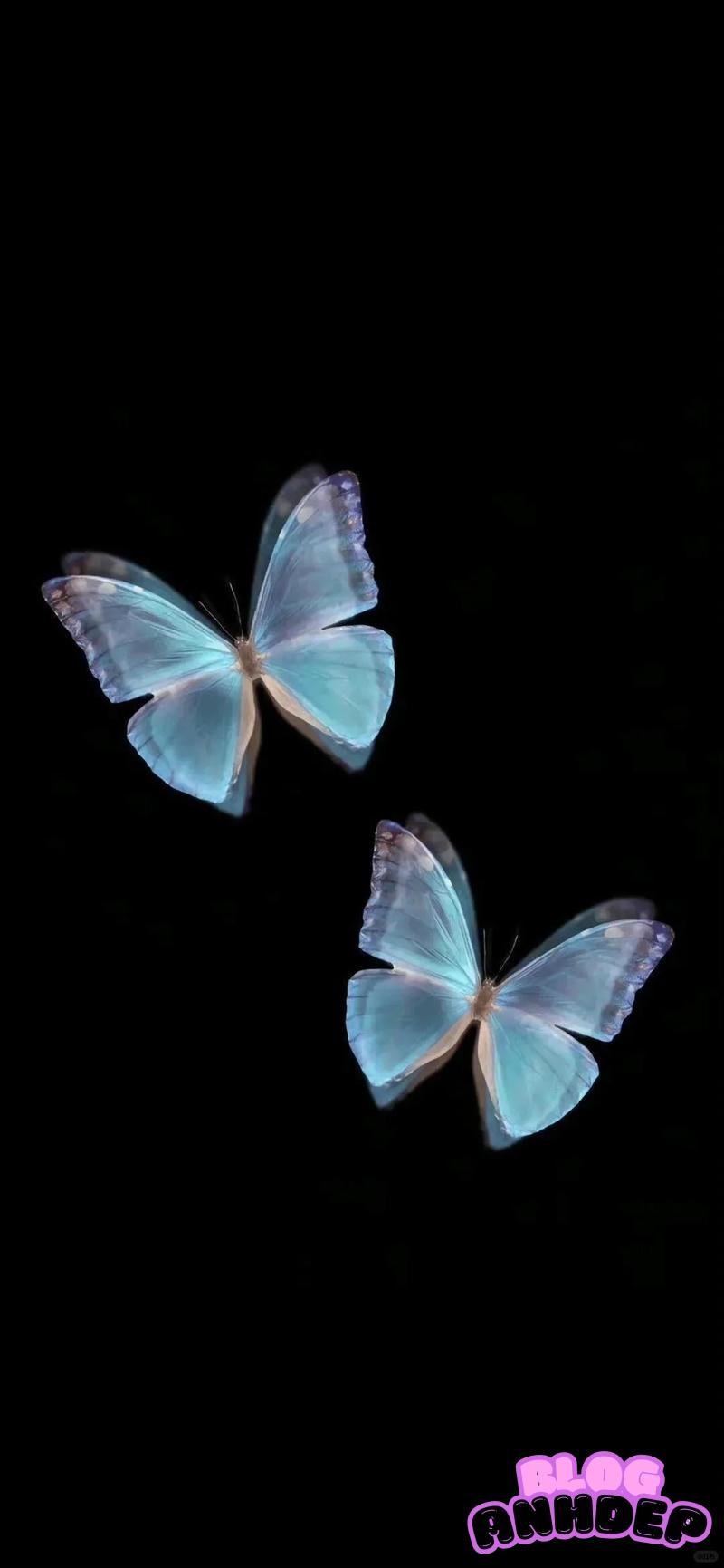 Tổng hợp hình nền bướm chất lượng