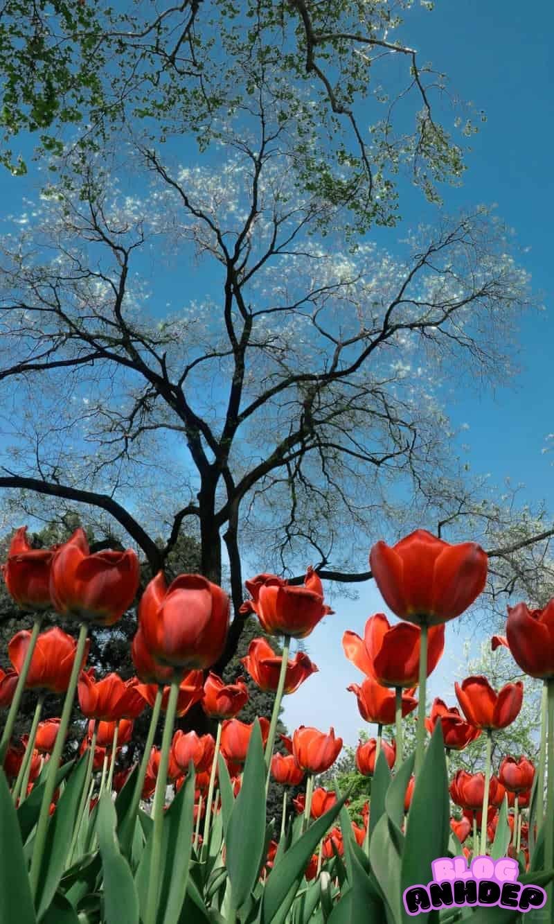 Tổng hợp hình nền cảnh đẹp thiên nhiên chất lượng