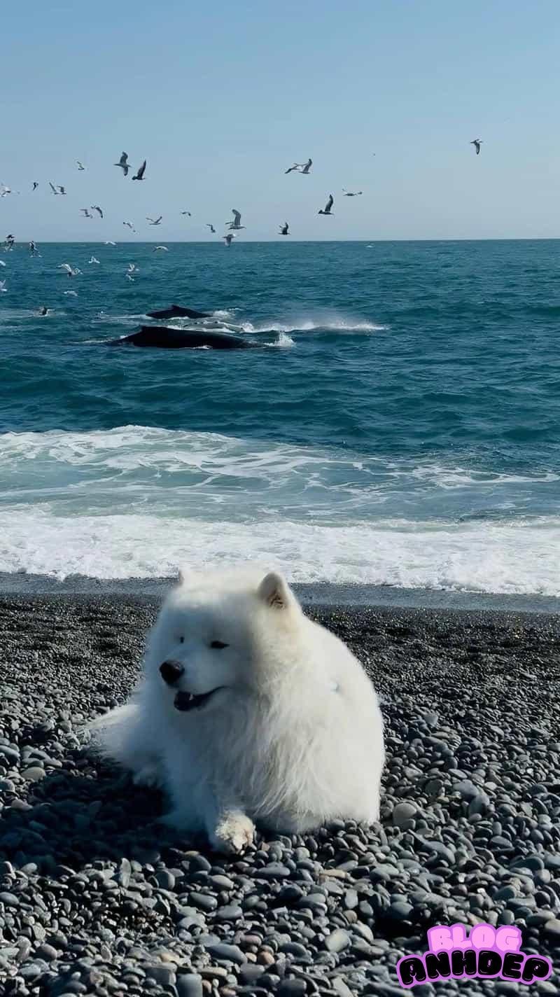 Tổng hợp hình nền con vật chất lượng