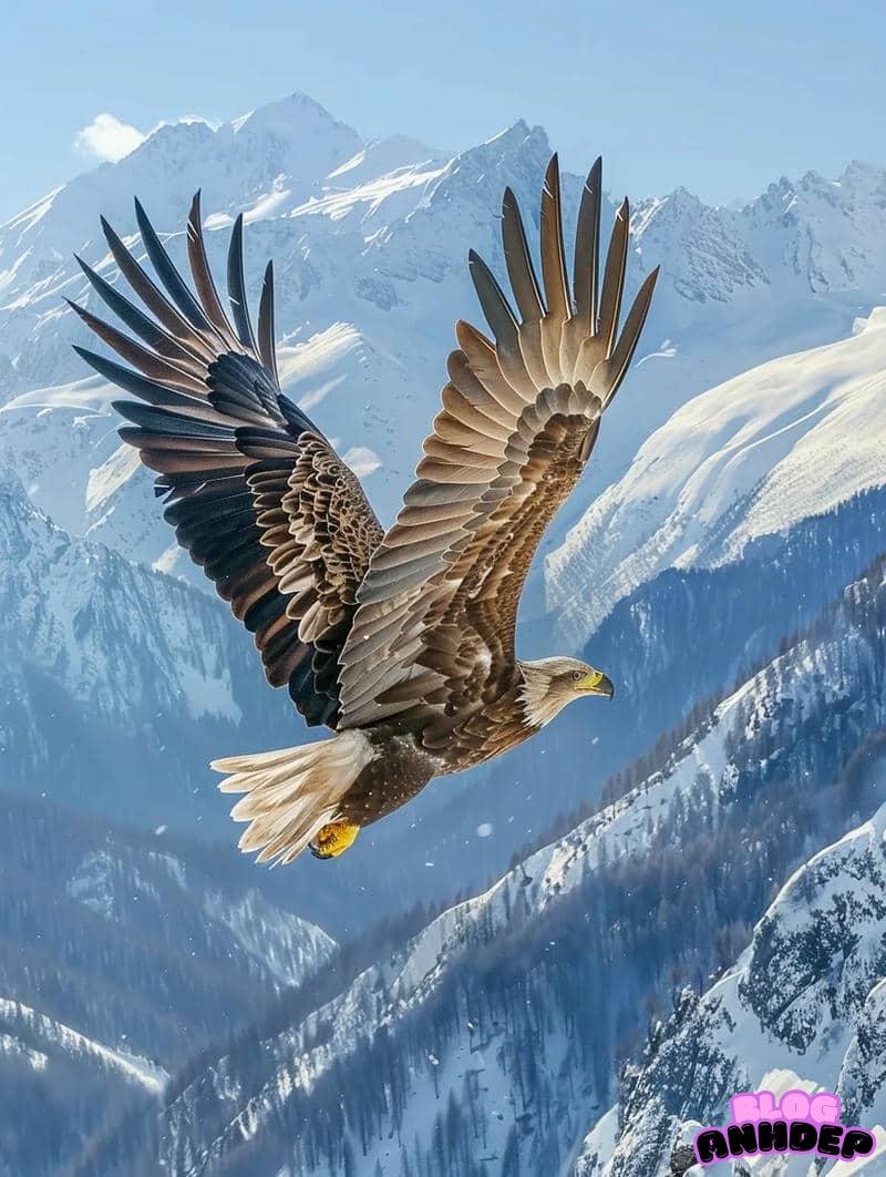 Tổng hợp hình nền đại bàng chất lượng