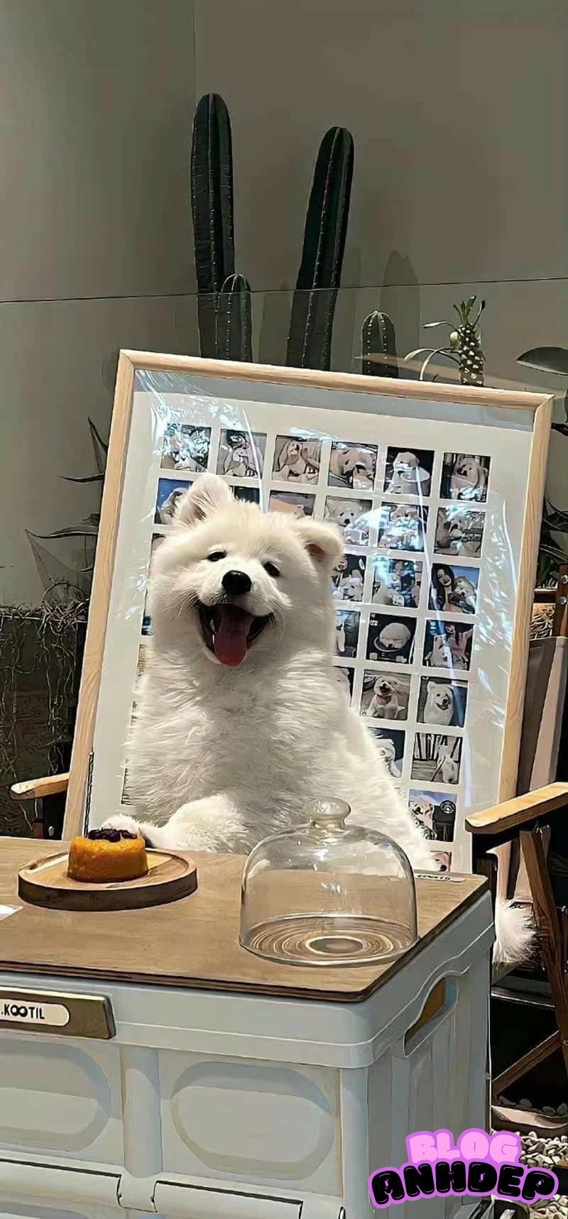 Tuyển chọn hình nền con vật thu hút