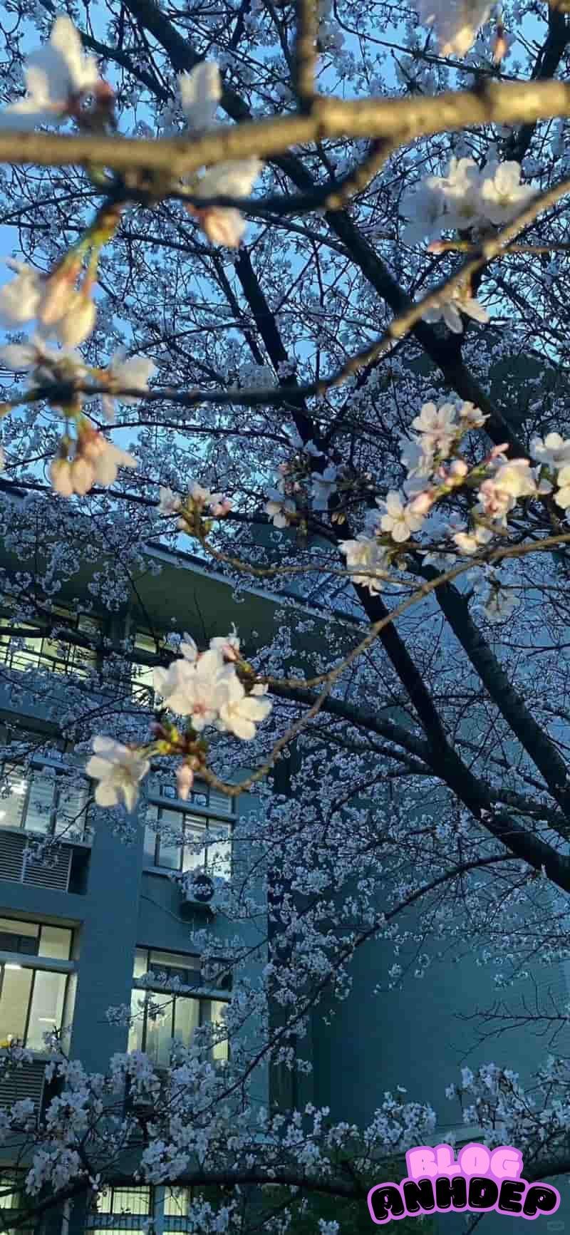 Xem bộ sưu tầm hình nền bông hoa