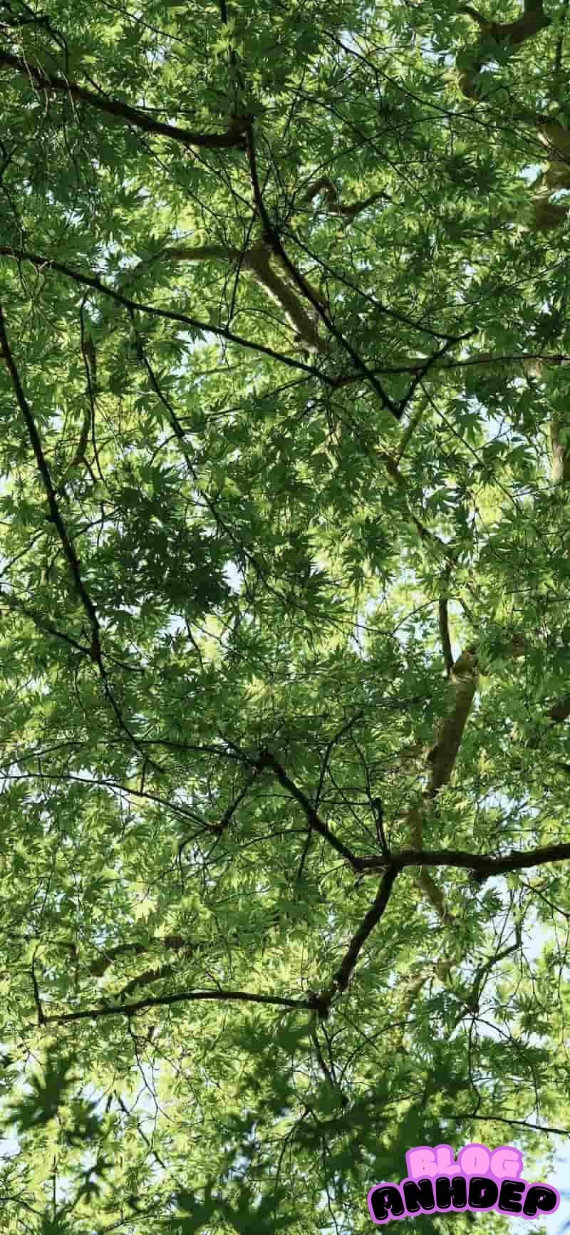 Xem hình hình nền cây xanh chất lượng