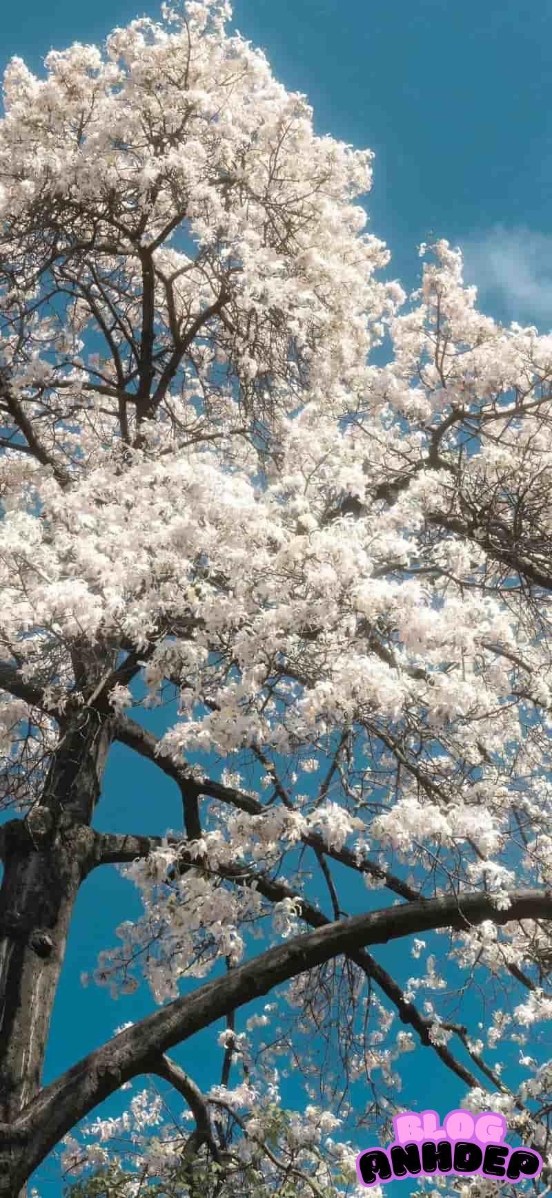 Xem hình nền android sắc nét