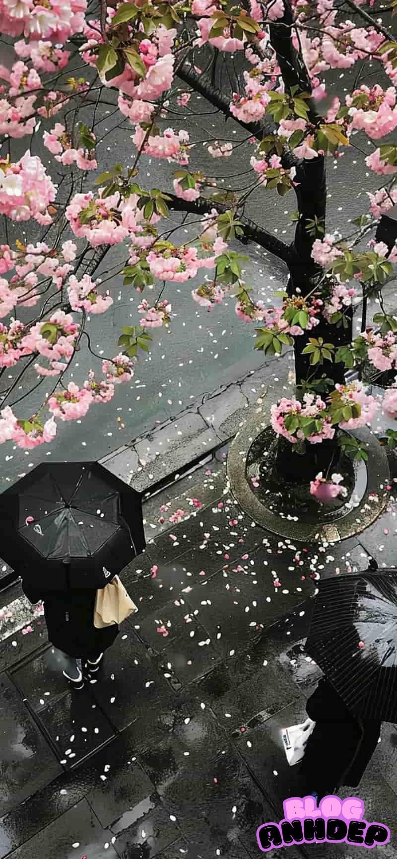 Xem hình nền background bản cao cấp