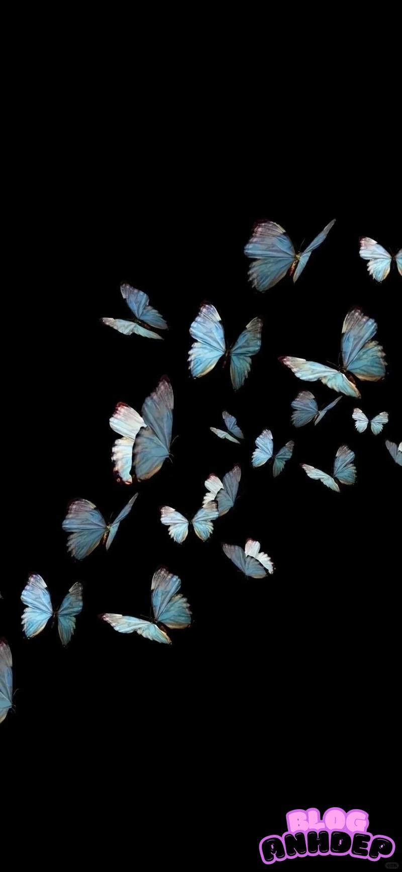 Xem hình nền bướm đẹp