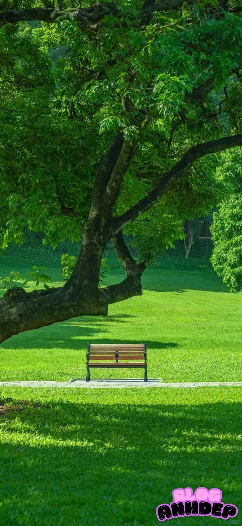 Xem hình nền cây xanh đẹp