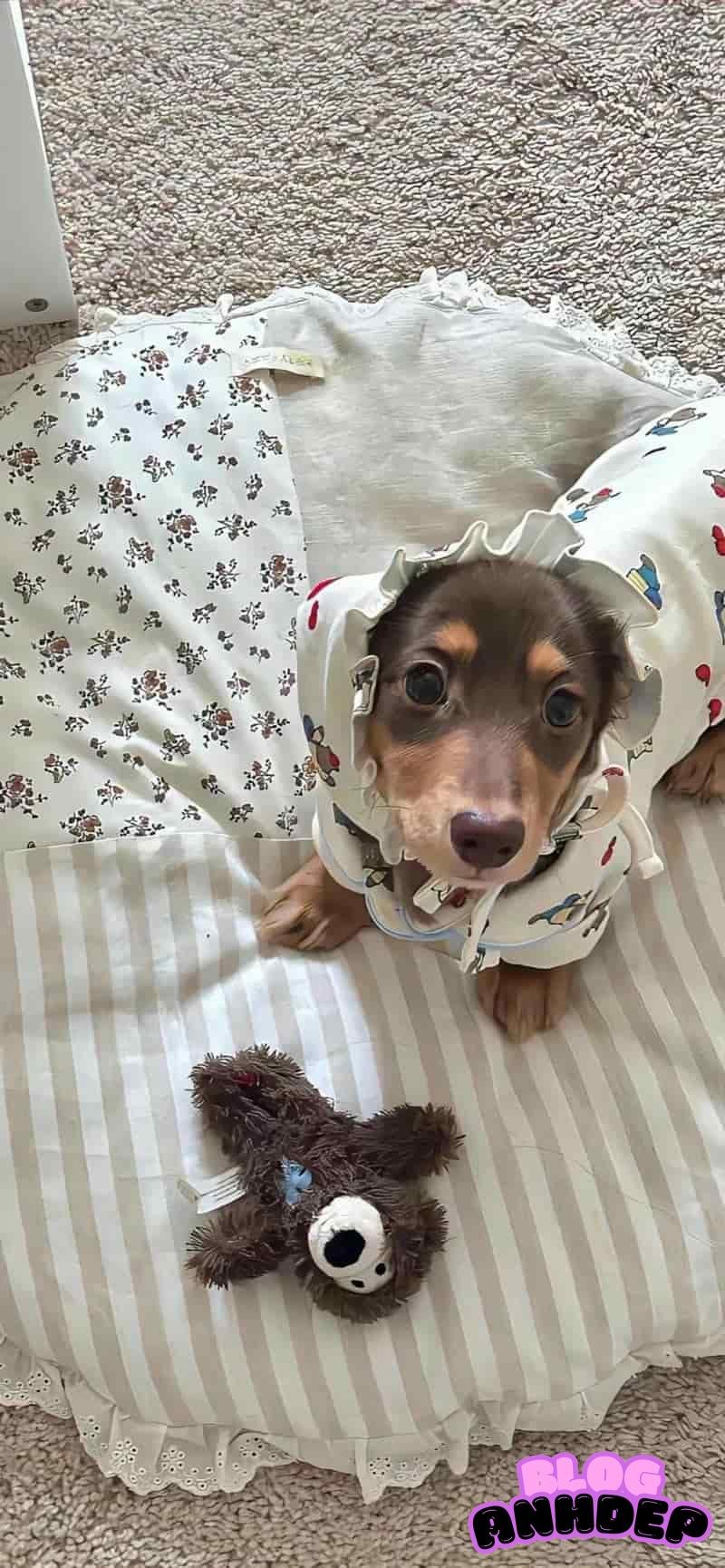 Xem hình nền con vật chất lượng cao