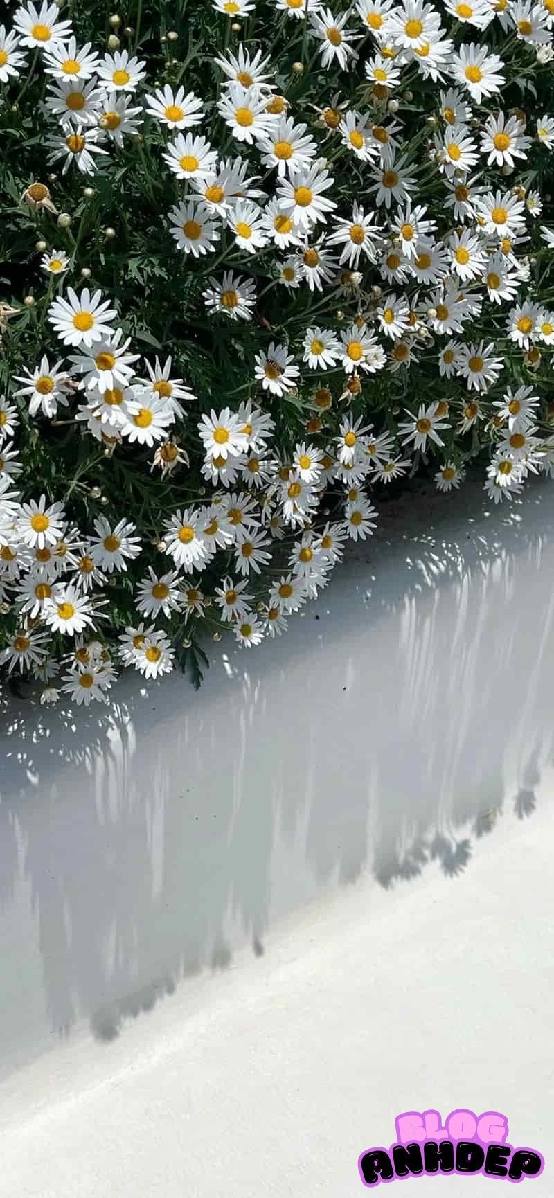 Xu hướng hình nền bông hoa