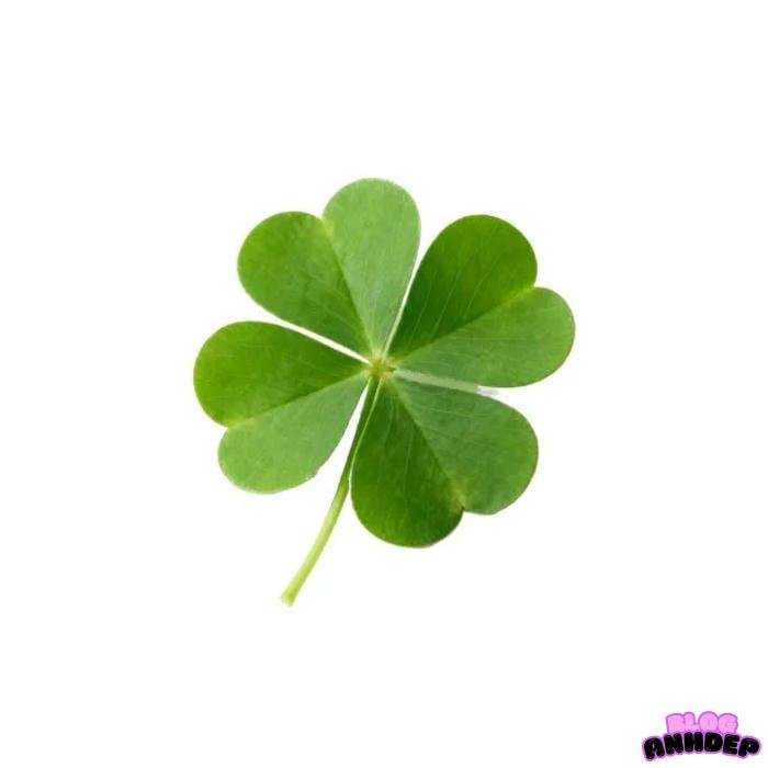 ảnh đại diện cỏ 4 lá 3d