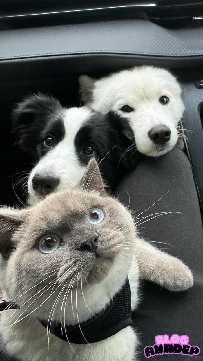 ảnh đại diện điện thoại cún mèo