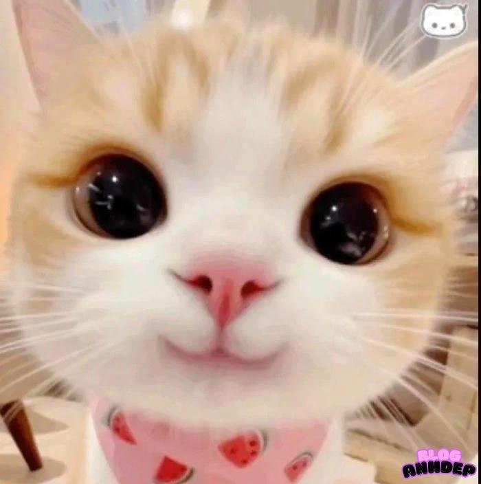 ảnh đại diện độc lạ profile