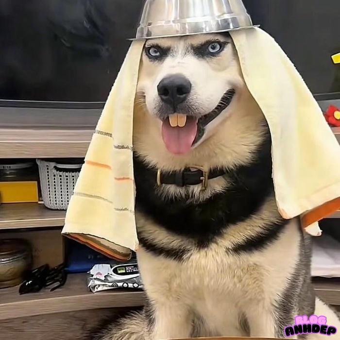 avatar bựa chó ấn độ