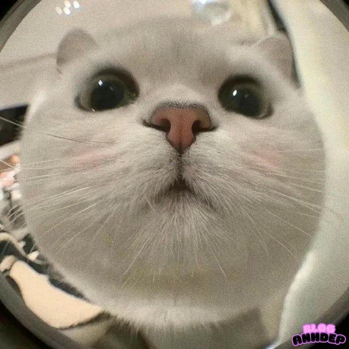 avatar bựa cho hội bạn thân