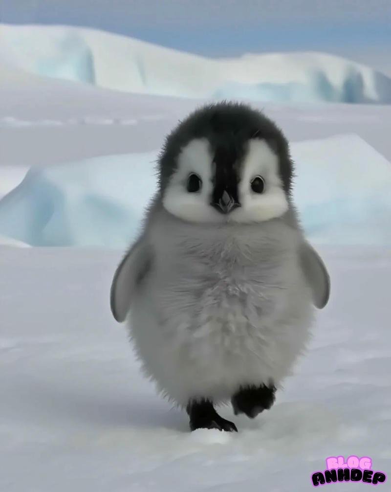 avatar chim cánh cụt bắc cực
