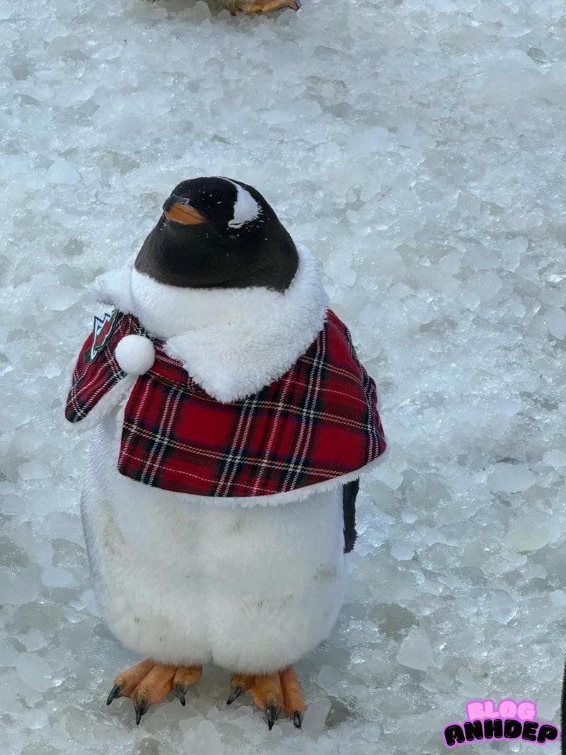 avatar chim cánh cụt lạnh cóng