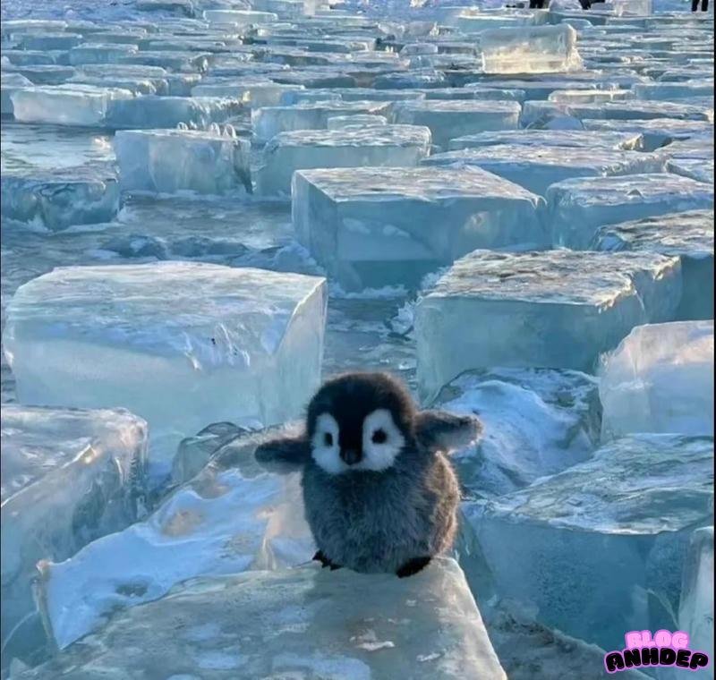 avatar chim cánh cụt mua dong