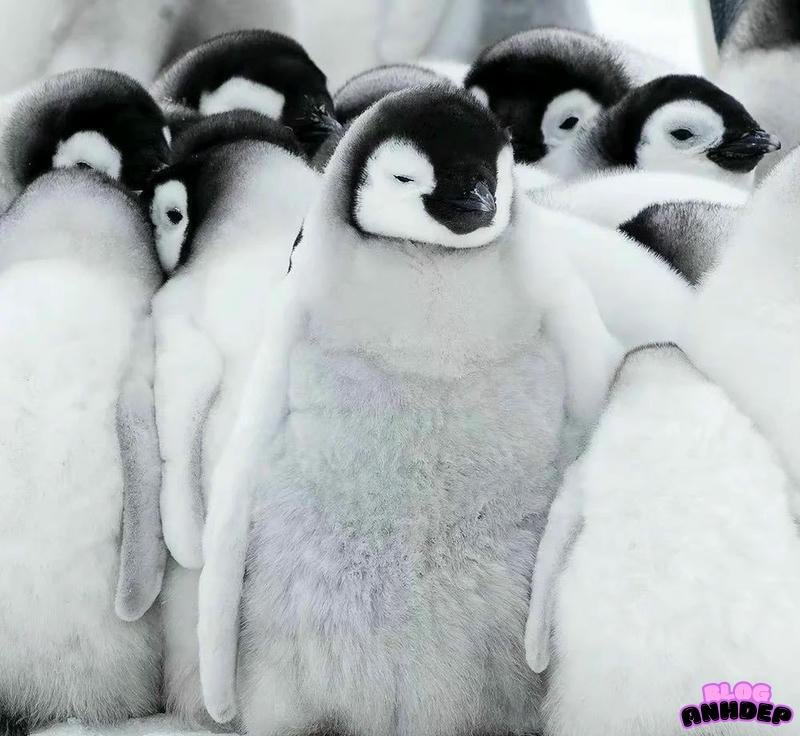 avatar chim cánh cụt vô tri