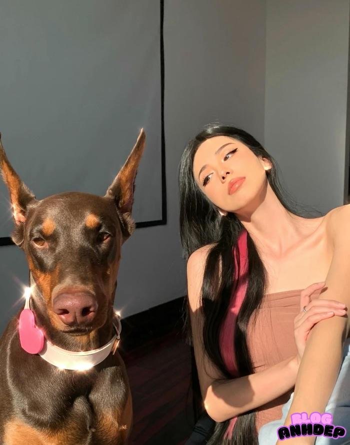 avatar chó bét dê