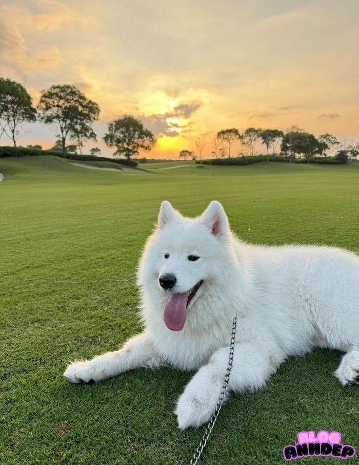 avatar chó cute quá đi thôi