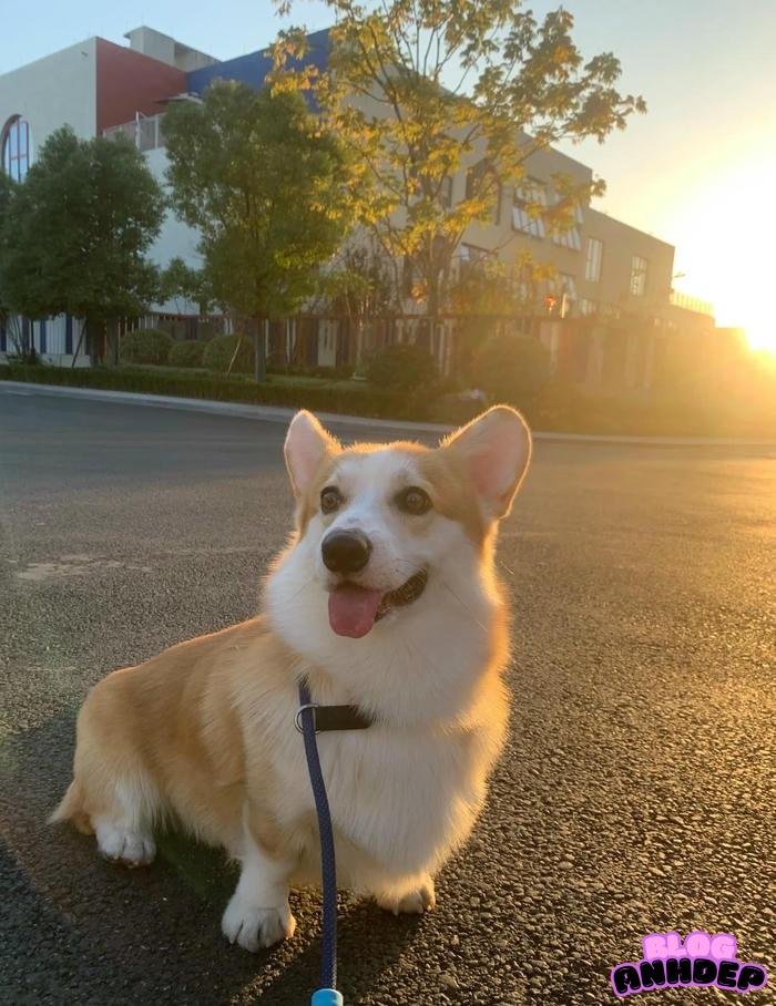 avatar chó hài hước