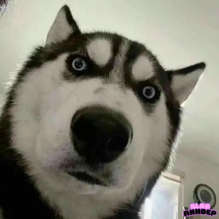 avatar chó shiba bựa