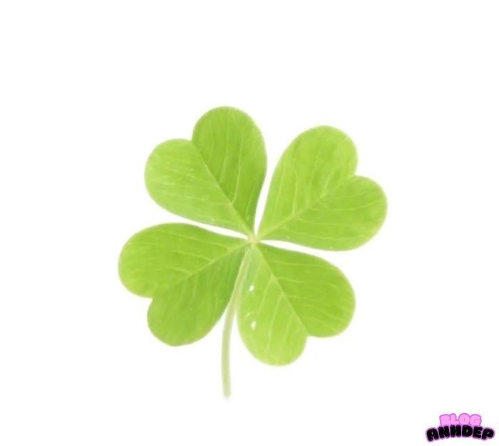 avatar cỏ 4 lá nền trắng