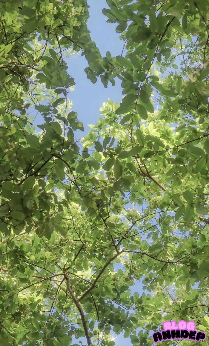 avatar điện thoại 3d